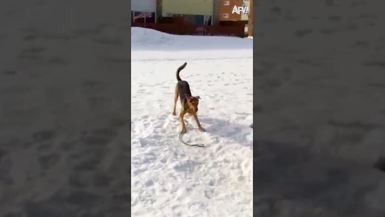 Higher! ?? #underdog #dogs #Shorts