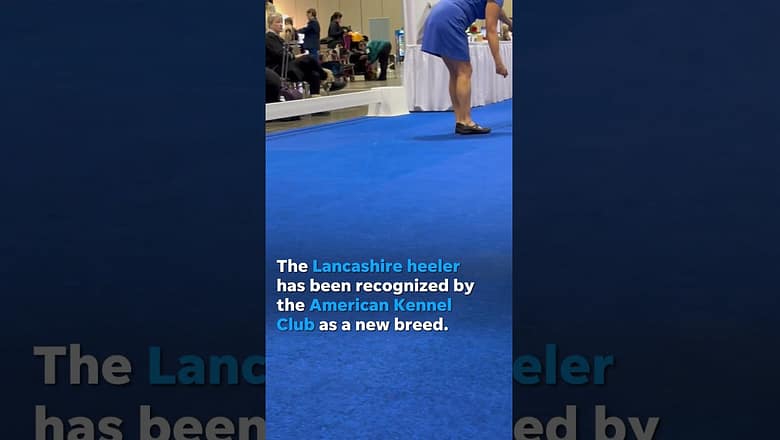 Lancashire heeler becomes 201st dog breed to be recognized by American Kennel Club #Shorts