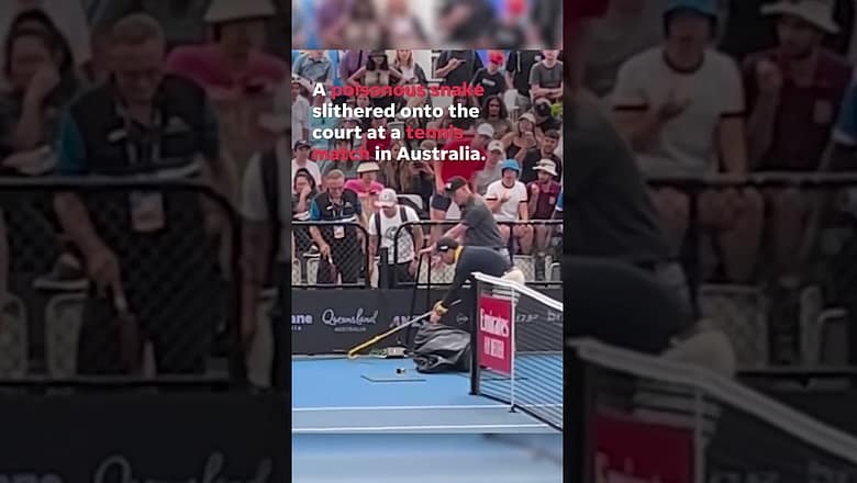 Poisonous snake slithers onto tennis court sending players fleeing #shorts