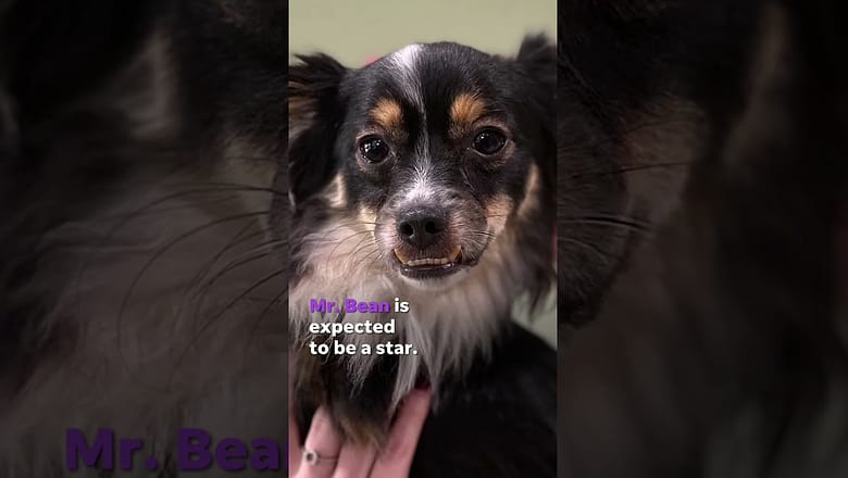 Puppy Bowl marks 20th anniversary with largest event yet #Shorts