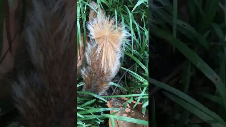 Squirrel Gets Revenge