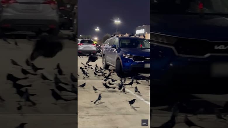 ‘This is ridiculous.’ Birds make parking lot a perfect perching place. #Shorts