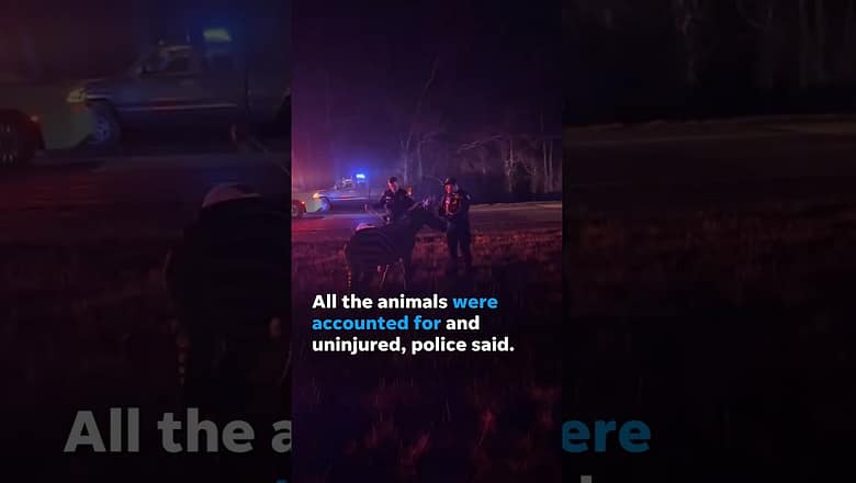 Truck hauling zebras, camels catches fire on Indiana interstate, prompts closure #Shorts