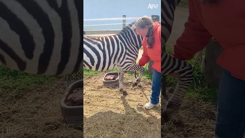 Who’s a good boy? ?? #zebra #Shorts