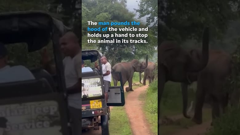 Charging elephant stopped in its tracks by calm safari guide #Shorts