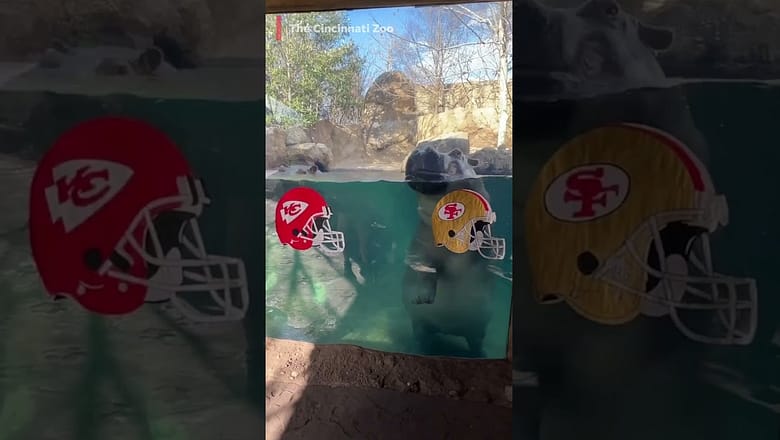 Chiefs vs. 49ers: These animals predict Super Bowl outcome #Shorts