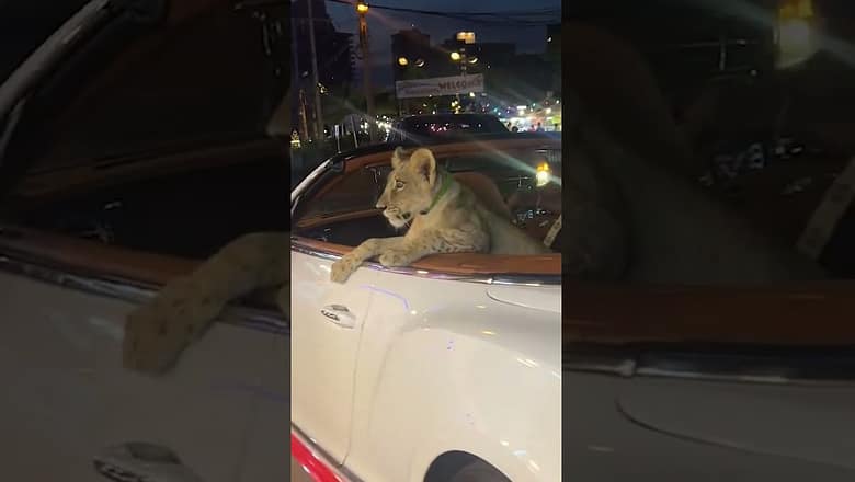 Driver arrested after chauffeuring pet lion around in Bentley #Shorts