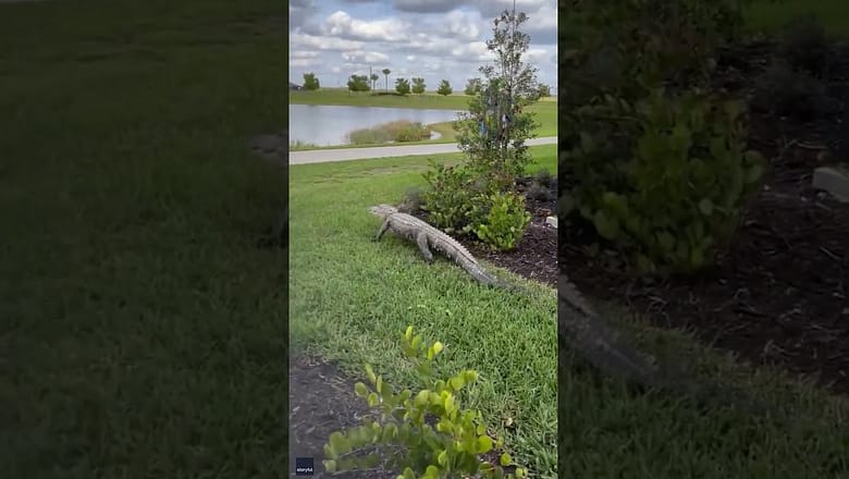 Florida gator charges at golf cart #Shorts