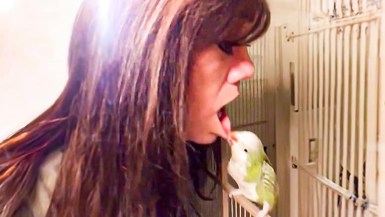 Funny Bird Videos ? What Were They Thinking?