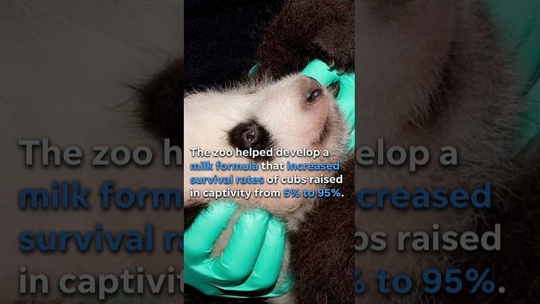 Giant pandas to return to San Diego Zoo #Shorts