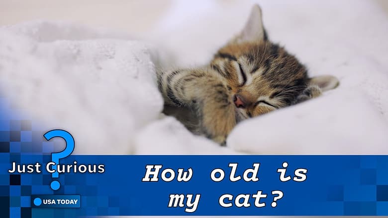 How old is my cat in human years? They may be older than you think | JUST CURIOUS