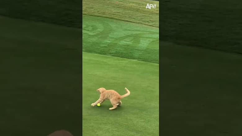 Meow in One ⛳? #Cat #Golf #Fail #shorts