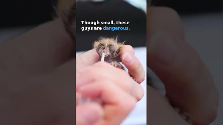 Rare, endangered pygmy slow loris born at the Memphis Zoo #Shorts