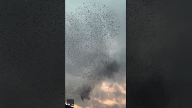 Starling’s mesmerizing dance in the skies wows nearby residents #Shorts