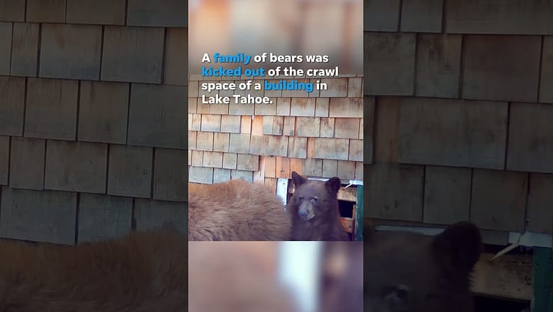 Trio of bears pushed back into nature after found under building #Shorts