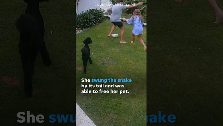 Watch: 12-year-old saves pet guinea pig from python #Shorts