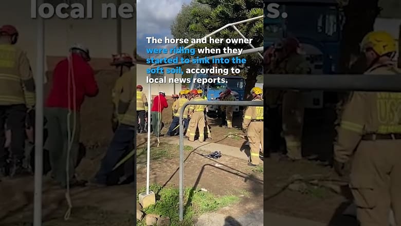 Watch: Firefighters rescue horse from sinkhole #Shorts