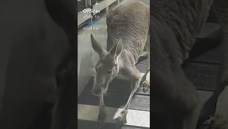 Watch: Helicopter camera captures officers chasing a loose kangaroo #Shorts