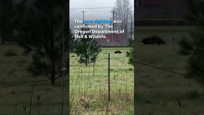 Watch: Man spots wolverine running through field #Shorts