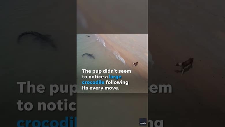 A dog seemed unaware of a large crocodile lurking in the water nearby #Shorts