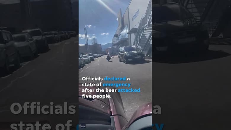 Brown bear attacks residents while charging through streets #Shorts