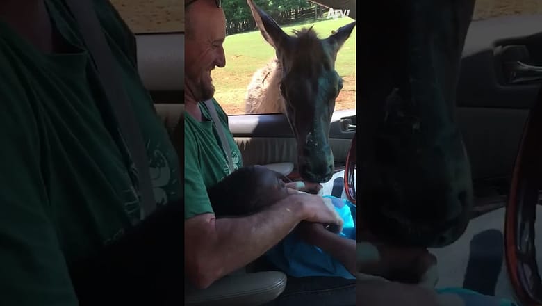 Caught him by surprise ?? #Funny #Kids #Shorts #Animals 