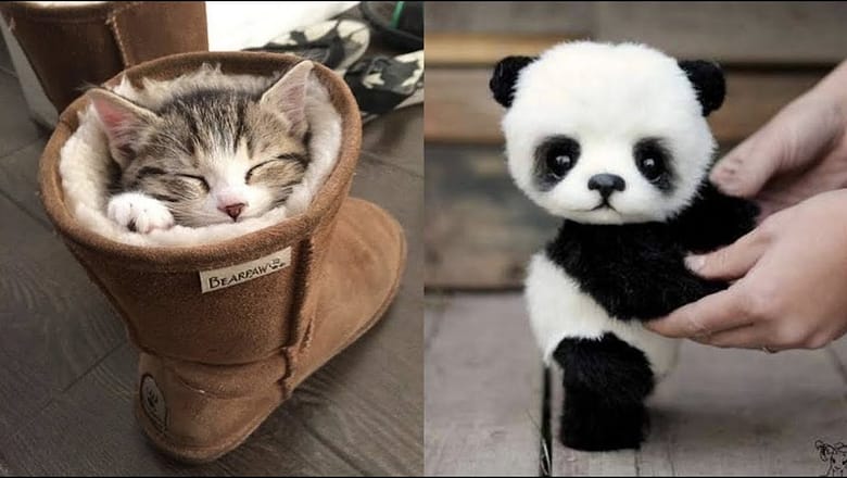 Cute Baby Animals Videos Compilation | Funny and Cute Moment of the Animals #23 – Cutest Animals