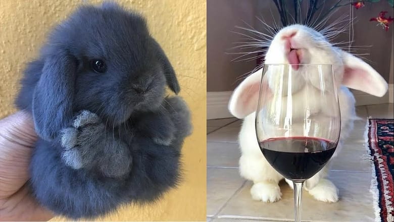 Cute Baby Animals Videos Compilation | Funny and Cute Moment of the Animals #24 – Cutest Animals