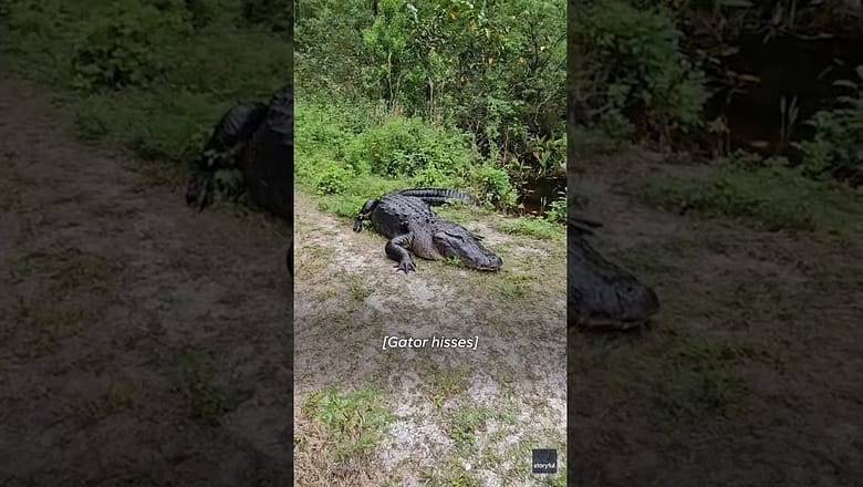 Florida couple encounters unwanted roadblock during walk #Shorts