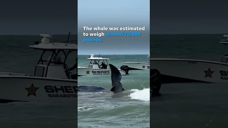 Humongous beached sperm whale dies off Florida coast #Shorts