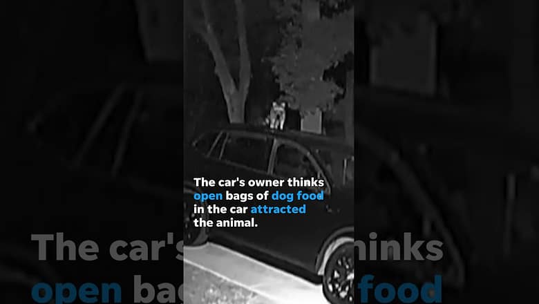 Hungry, sneaky critter creeps from car window for a rooftop appearance #Shorts