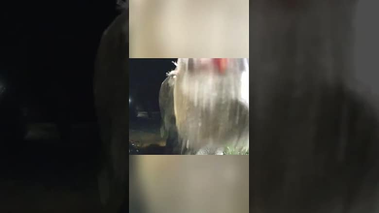 Inquisitive bear snoops around house’s doorbell camera #Shorts