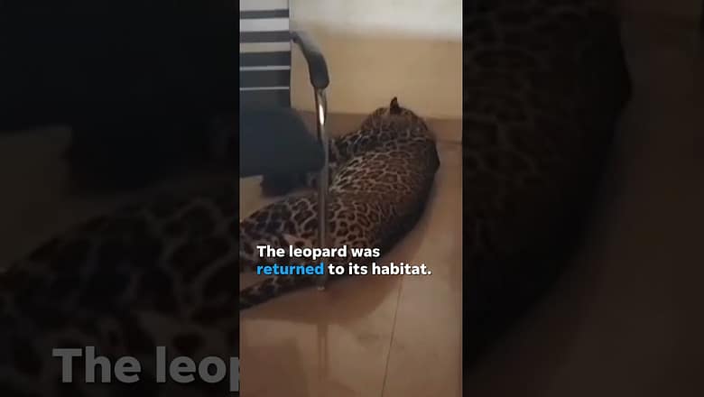 Leopard strolls through open door, 12-year-old calmly slips out, traps animal inside #Shorts