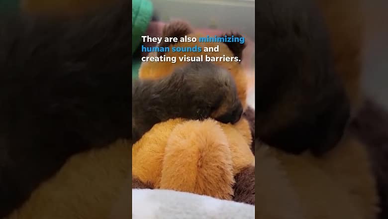 Richmond Wildlife Center employees wear fox mask while caring for orphaned kit fox #Shorts