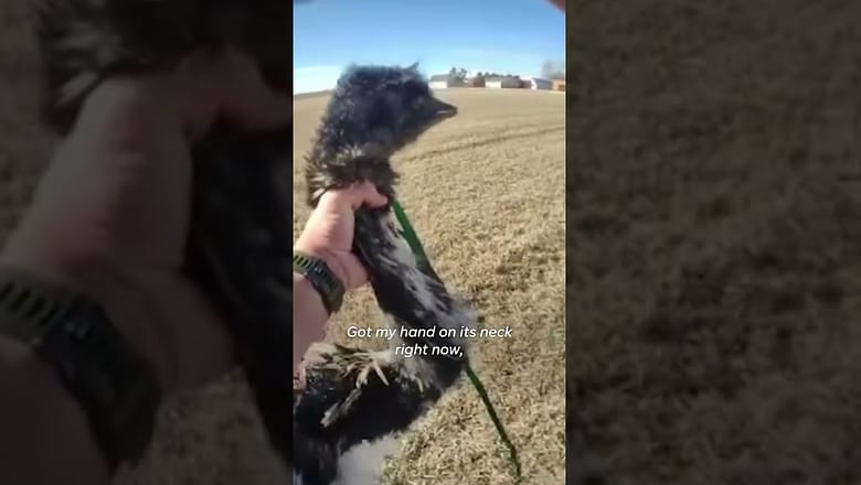 Runaway emu captured by Colorado deputy #Shorts