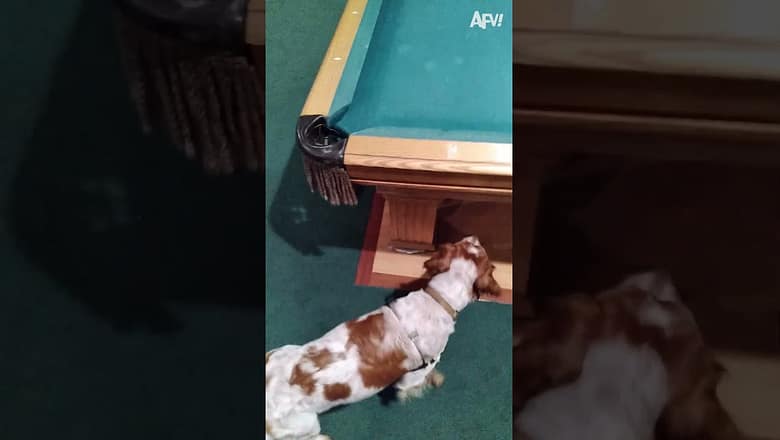 This pup’s a pool shark ? #shorts #fail #funny #pool #dog