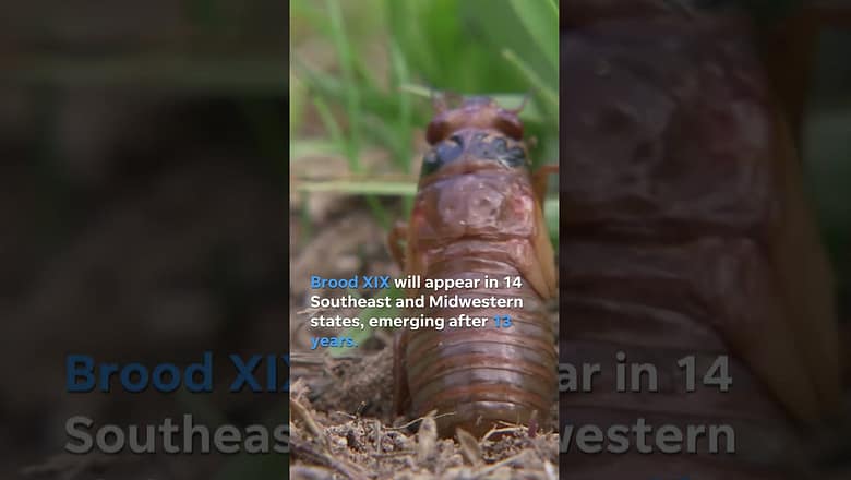 Two broods of cicadas set to emerge in 2024 #Shorts