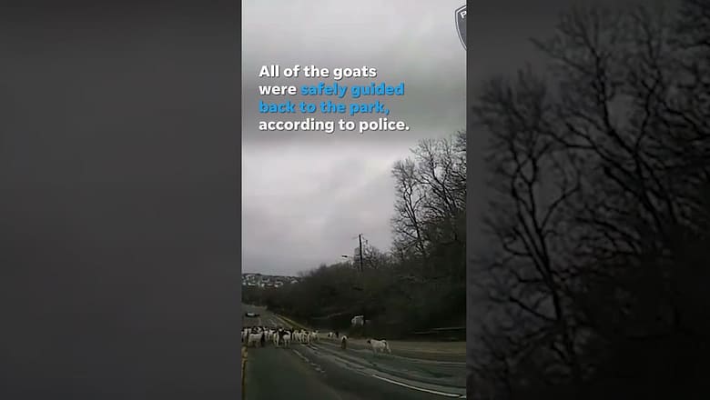 Watch: Police escort herd of goats back to their enclosure #Shorts