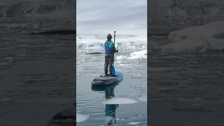 Watch: Whales join family paddle-boarding in the Antarctic #Shorts