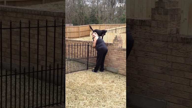 Who let the dogs out? ? #shorts #fail #funny #dog #jump #wall