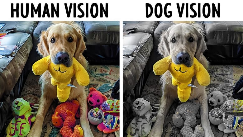 Your Dog Can Only See Toys If They Come in These Colors
