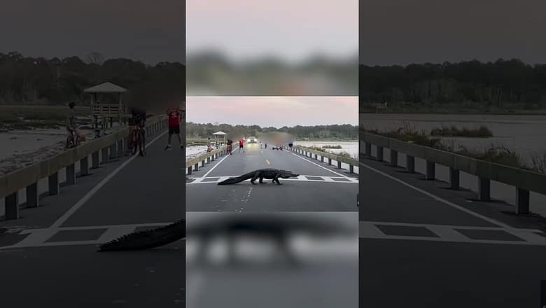 Alligator takes its precious time crossing road at state park while visitors watch #Shorts
