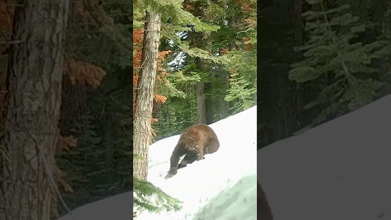 Black bear enjoys spring fun in the snow and sun  #Shorts