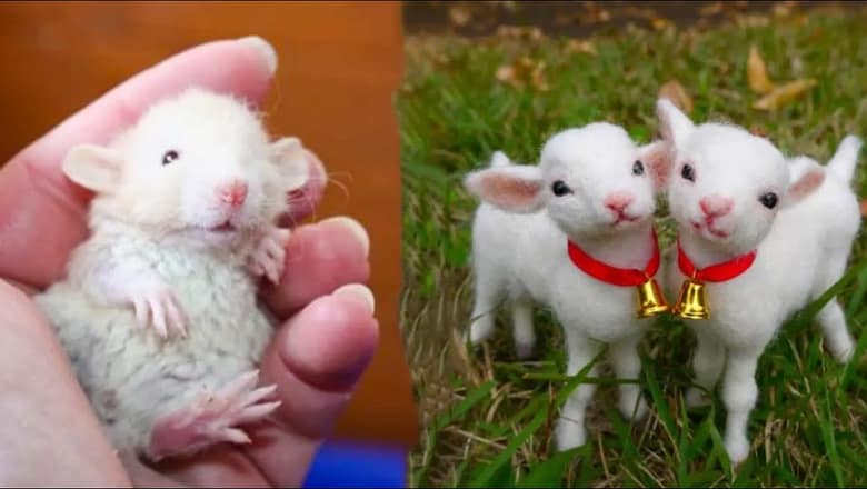 Cute Baby Animals Videos Compilation | Funny and Cute Moment of the Animals #25 – Cutest Animals