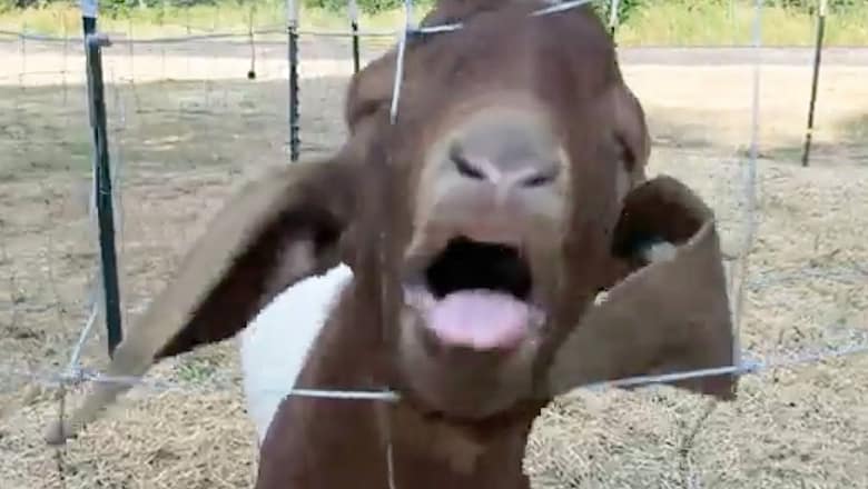 Daily Dose of Funny || Nonstop Laughter with the FUNNIEST FAILS Caught on Camera ?