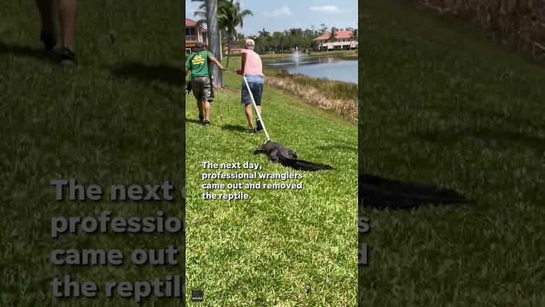 Gator pays late night visit to Florida neighborhood #Shorts