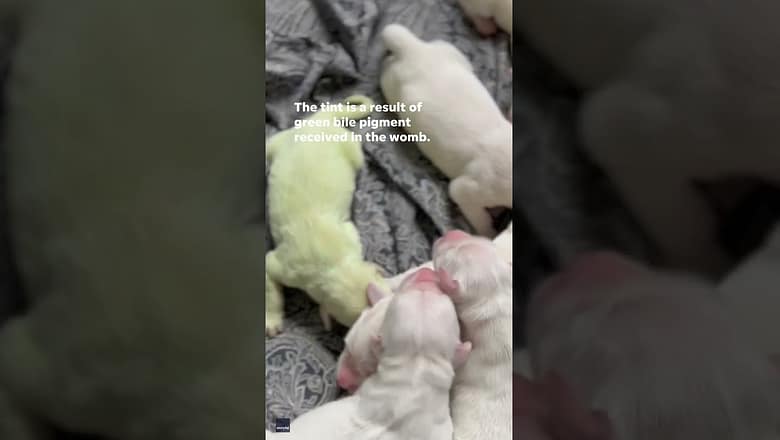 Green golden retriever born extra lucky #Shorts