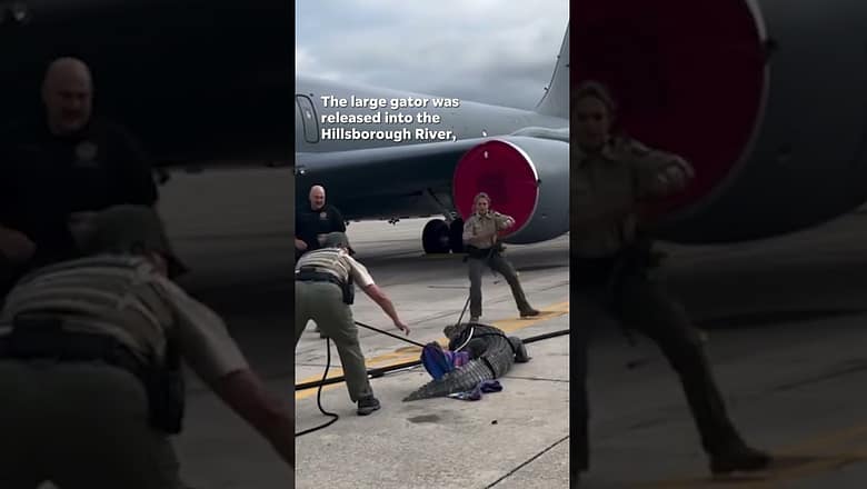 Huge alligator scuffles with wranglers on Air Force tarmac #Shorts