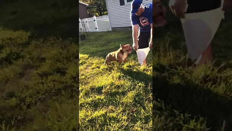 Olé, Olé! ? #shorts #fail #funny #bull #dog