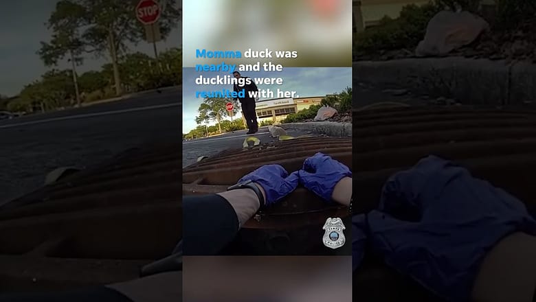 Police reunite trapped ducklings with mother after falling into drain #Shorts